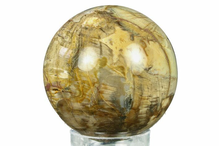 Detailed Petrified Wood (Araucaria) Sphere - Madagascar #286133